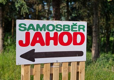 Na levné jahody v samosběru zapomeňte. Ohnutá záda „zlevní“ jahody na devadesát korun za kilogram