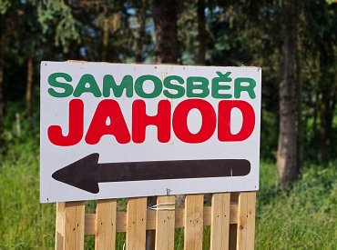 Na levné jahody v samosběru zapomeňte. Ohnutá záda „zlevní“ jahody na devadesát za kilogram